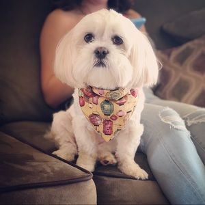 Meet your Posher, Priscilla